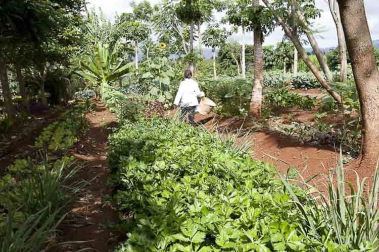 Vegetable garden